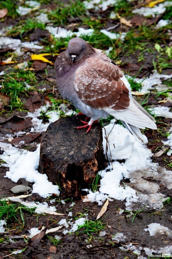 Фотопогляд: проспект Молоді 