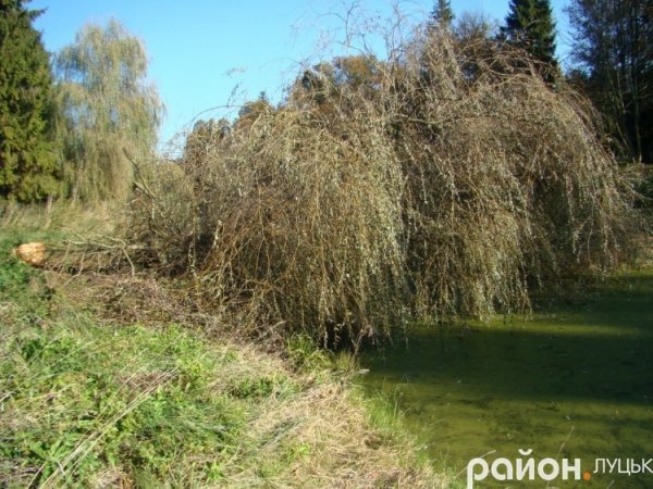 У Луцьку – нашестя бобрів. ФОТО