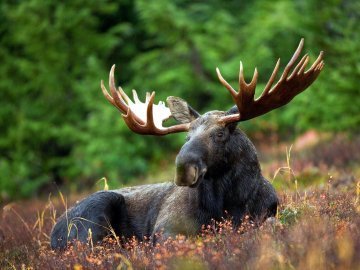 У Мінекології на 25 років заборонили відстріл лосів