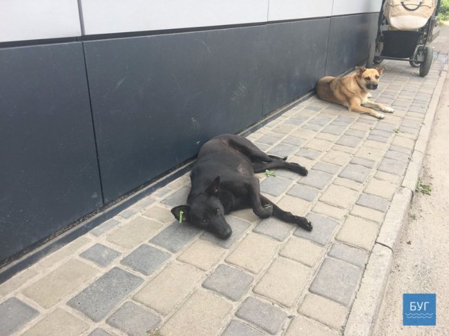 У Нововолинську пес пошматував ногу жінці