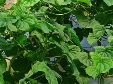 Основні корисні властивості дикого ямсу*