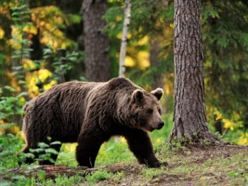 У лісі на Волині помітили ведмедя
