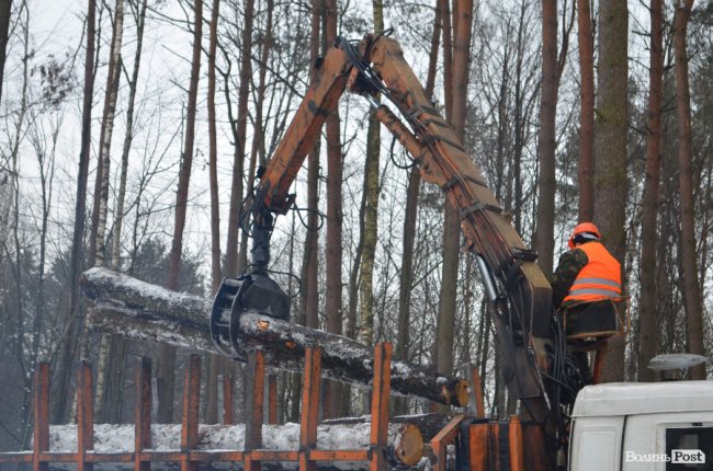 Жнива у зимовому лісі: як на Волині заготовляють деревину. ФОТО