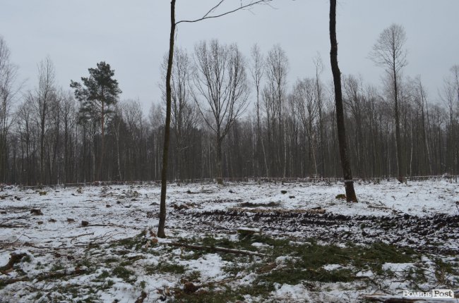 Жнива у зимовому лісі: як на Волині заготовляють деревину. ФОТО