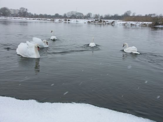 На водосховище у Ковелі повернулися лебеді. ФОТО