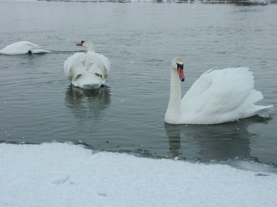 На водосховище у Ковелі повернулися лебеді. ФОТО