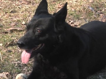 «Із виводку щенят унікальні можливості генетично закледені одиницям», – волинські кінологи