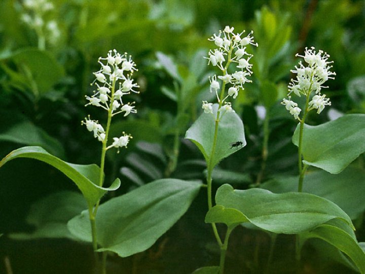 Нагадує конвалію: на Волині помітили незвичну рослину з отруйними ягодами