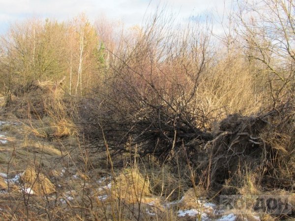 На Волині невідомі викидають відходи деревини