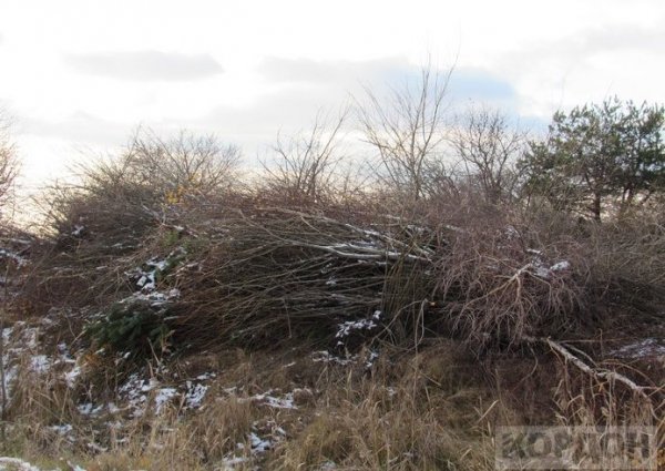 На Волині невідомі викидають відходи деревини