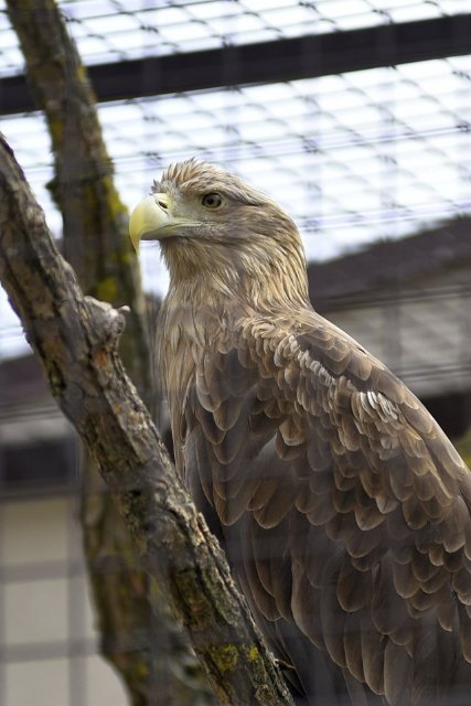У луцькому зоопарку побудували вольєр за кошти від продажу квитків. ФОТО