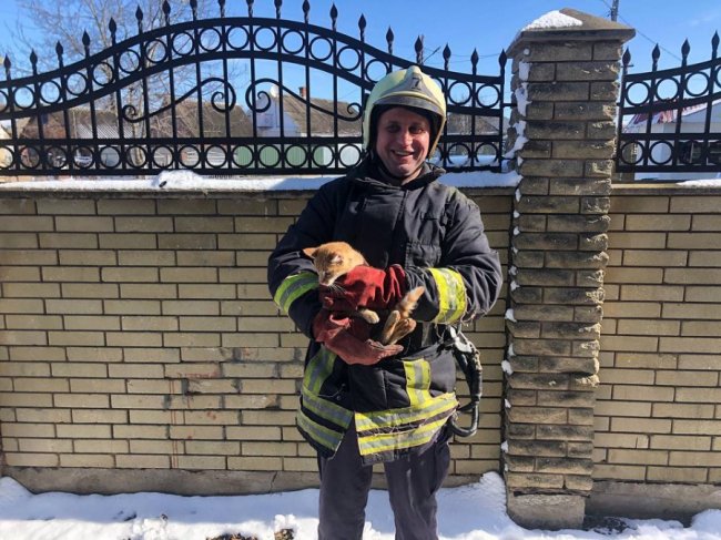 Волинські надзвичайники врятували кішку, яка 3 дні просиділа на дереві