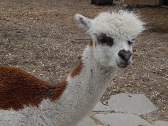 У самця альпаки з Луцького зоопарку з'явилась пара: самичку привезли з Рівного