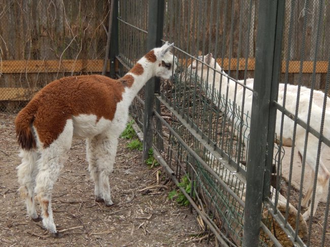 У самця альпаки з Луцького зоопарку з'явилась пара: самичку привезли з Рівного