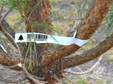 Повідомили, за скільки на Волині можна законно купити ялинку