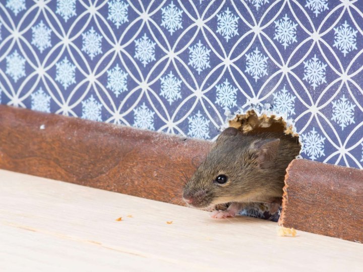 Миші – у школі: у луцькому ліцеї №10 біля їдальні помітили небезпечного гризуна