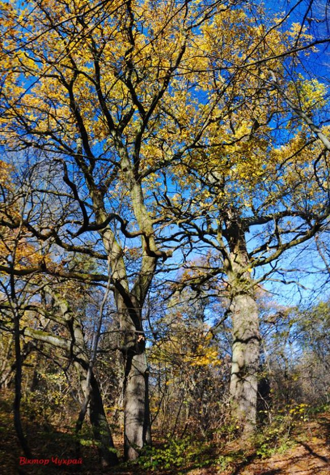 Неймовірні дуби у селі під Луцьком стали зірками фотосесії митця