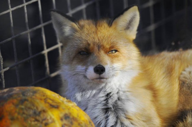 Мешканці Луцького зоопарку – в очікуванні зими. ФОТО