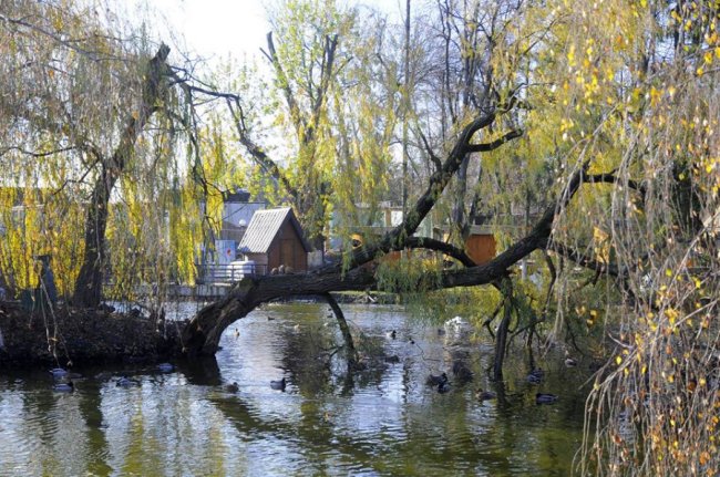 Мешканці Луцького зоопарку – в очікуванні зими. ФОТО