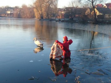 У Луцьку з крижаного полону врятували двох лебедів. ФОТО