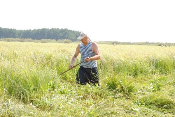 Турнір косарів на Волині. ФОТО. ВІДЕО
