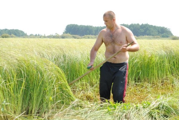 Турнір косарів на Волині. ФОТО. ВІДЕО