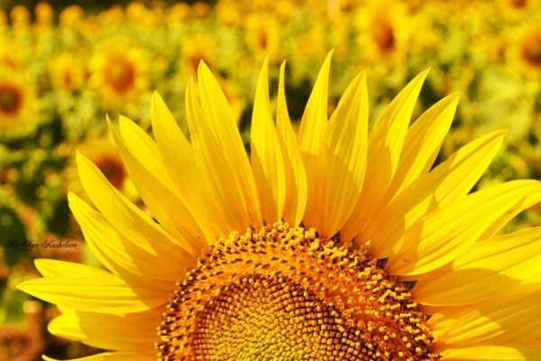 Фотовиставка Ольги Кошелєвої