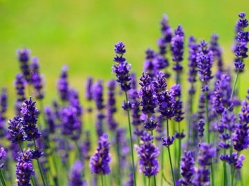 15 серпня – яке сьогодні свято і чому в цей день необхідно збирати у полі трави