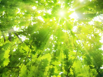 Погода в Луцьку та Волинській області на п’ятницю, 15 червня