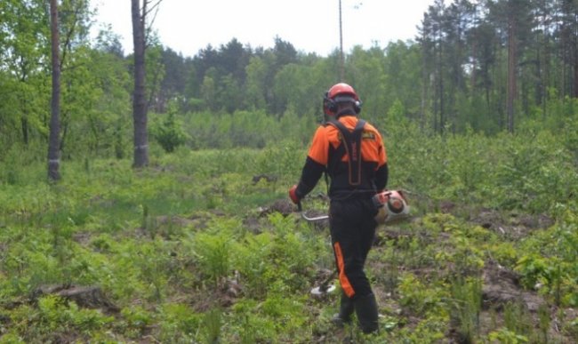 Волинські лісівники розповіли, як потрібно доглядати за саджанцями