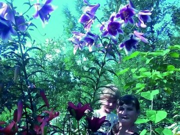 Квітникарка з Волині вирощує на клумбі гігантські лілії
