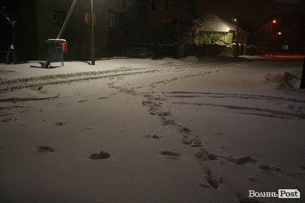 У Луцьку хуртовина ламає дерева і паралізує автотранспорт. ФОТО