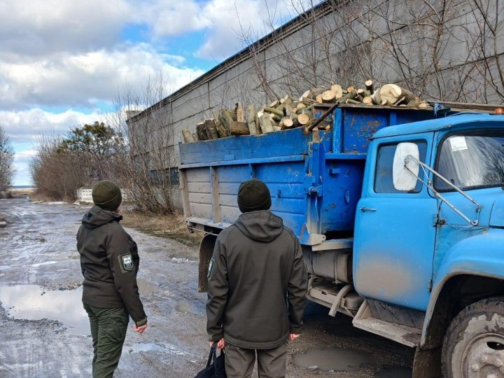 У місті на Волині виявили незаконну рубку понад 200 дерев