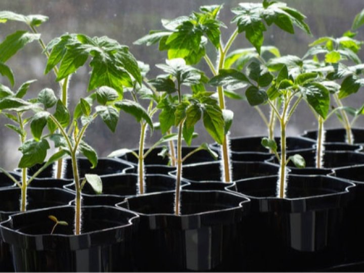 Які сорти томатів та перцю найкраще підходять для волинського клімату?