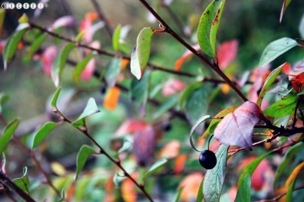 Фотовиставка Олександри Містюк