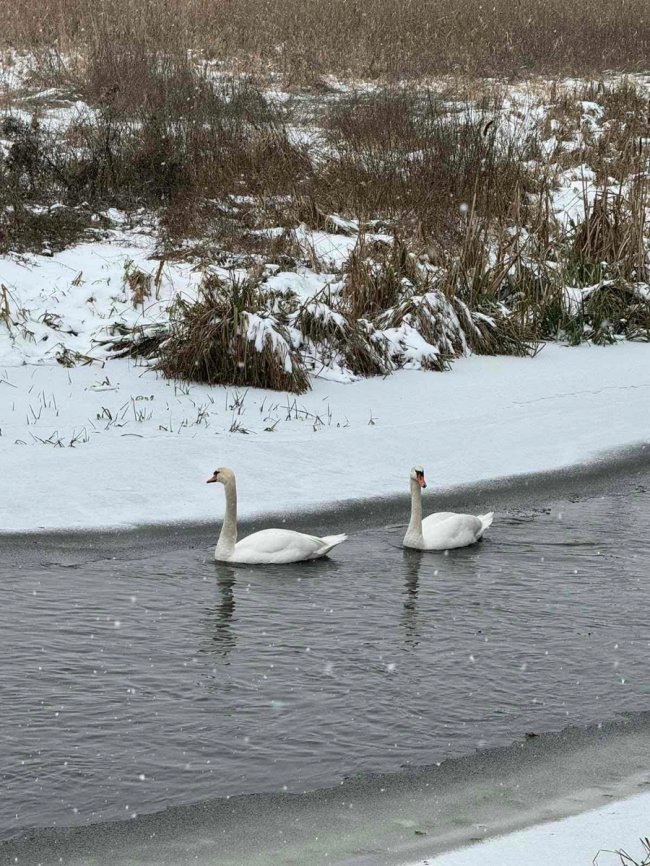 На Волині лебеді знайшли прихисток у синоптиків