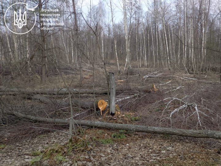 У нацпарку на Волині незаконно «нарубали» дерев майже на 8 мільйонів гривень