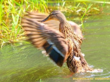 Качині історії луцького парку