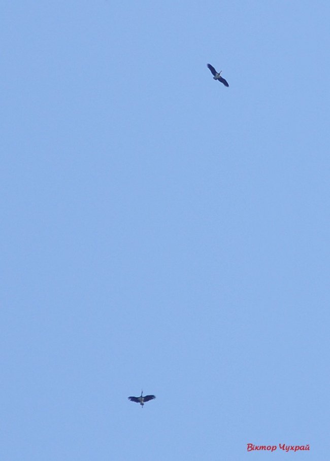 Над Луцьком помітили пару рідкісних червонокнижних лелек. ФОТО