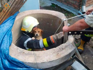 На Волині врятували собаку, який впав у криницю