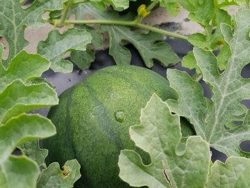 У Ковельському районі на полях достигають місцеві кавуни