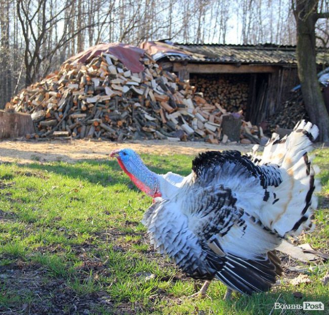 Мальовничі села в об'єктиві волинського фотографа. ФОТО