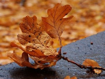 Погода в Луцьку та Волинській області на завтра, 18 листопада