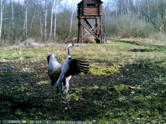В об'єктив камер, що встановлені у волинських лісах, потрапили рідкісні птахи. ВІДЕО. ФОТО