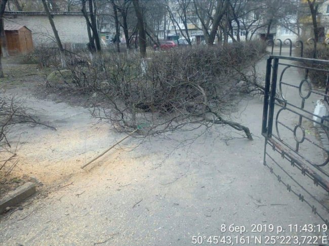 У Луцьку покарали чоловіка, який самовільно спилював дерева. ФОТО