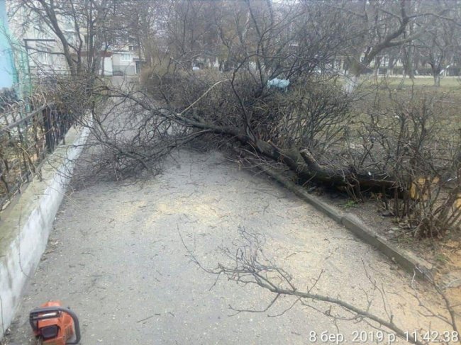 У Луцьку покарали чоловіка, який самовільно спилював дерева. ФОТО