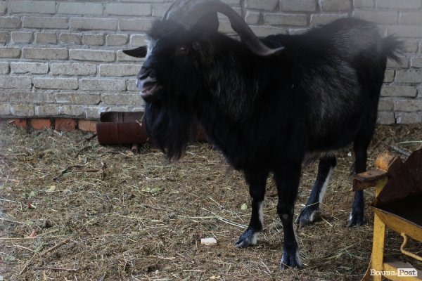 У Луцьку відкрили оновлений зоопарк. ФОТО 