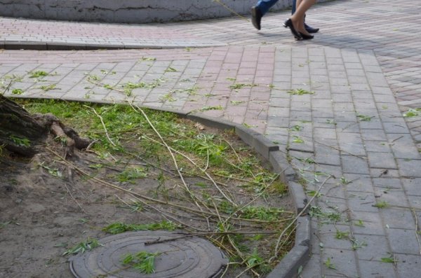 У Луцьку прихожани хотіли зекономити на вербі. ФОТО