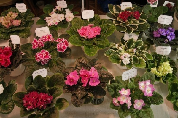 У Луцьку з'явилося «царство фіалок». ФОТО 