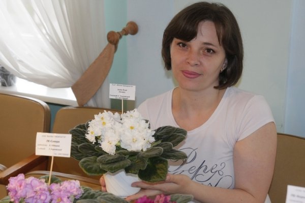 У Луцьку з'явилося «царство фіалок». ФОТО 